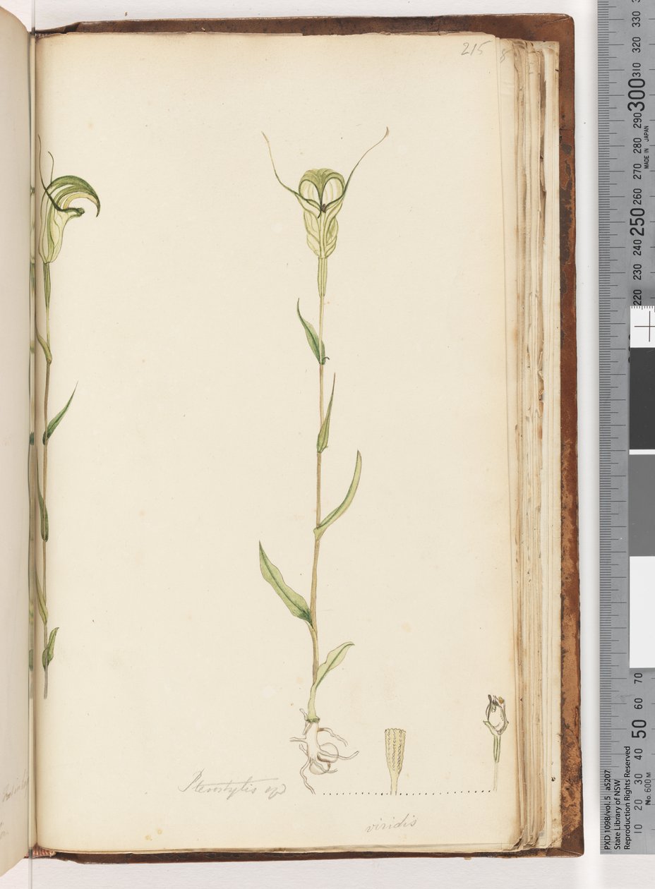 Página 215. Pterostylis op / viridis de Unknown artist