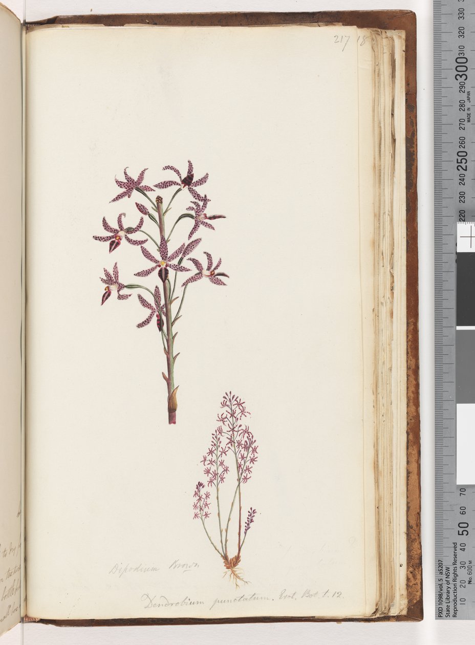 Página 217. Dipodium Brown / Dendrobium punctatum. Exot. Bot. t. 12. Orquídea Jacinto de Unknown artist