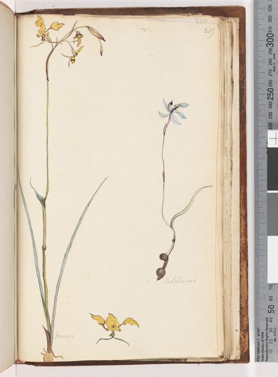 Página 219. Caladenia / Diuris dos plantas de Unknown artist