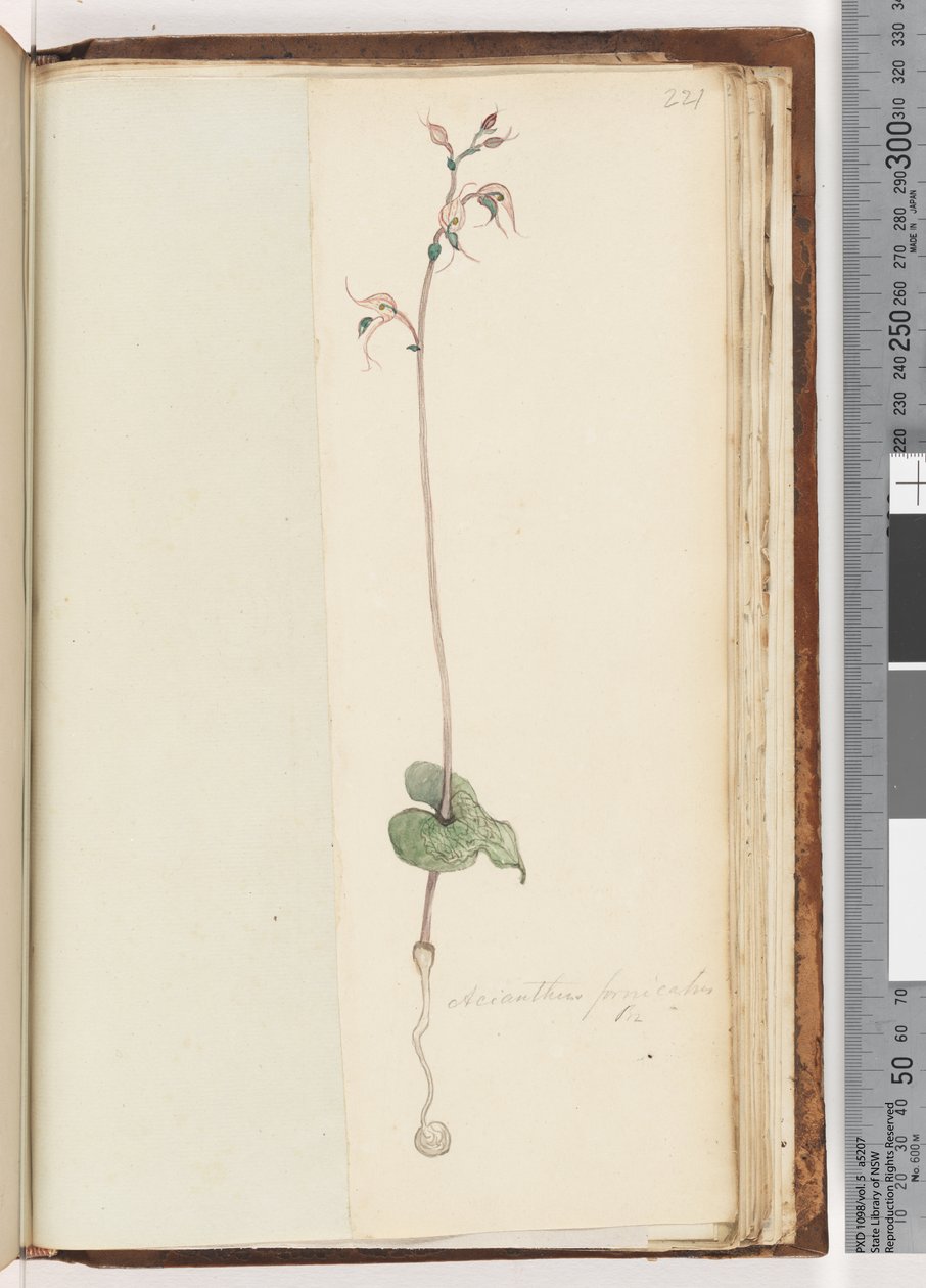 Página 221. Acianthus fornicatus Br. Gorros de Duende de Unknown artist
