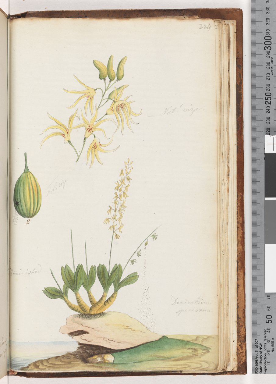 Página 224. Dendrobium speciosum (Orquídea de Roca) de Unknown artist