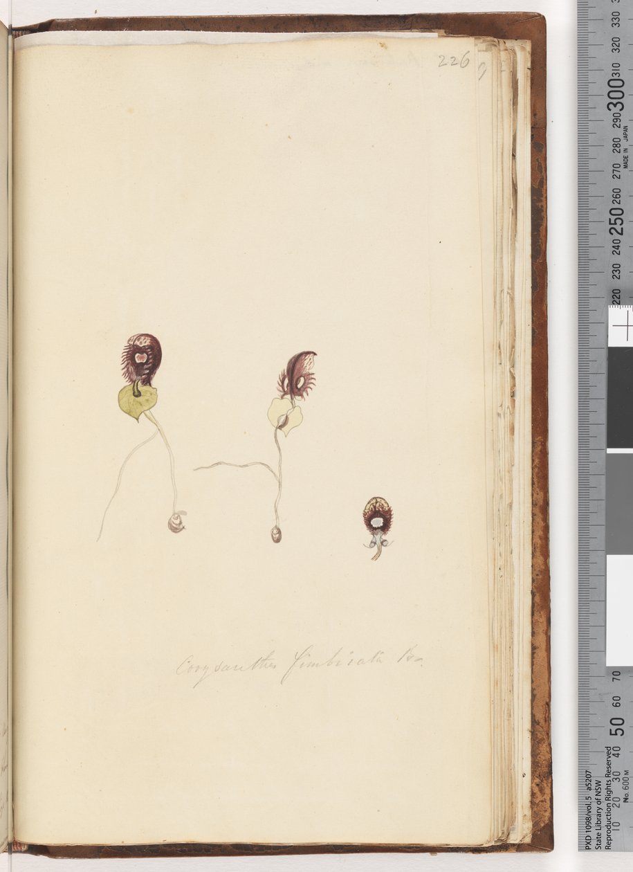 Página 226. Corysanthes fimbriata Br (Orquídea Casco Fringido) de Unknown artist