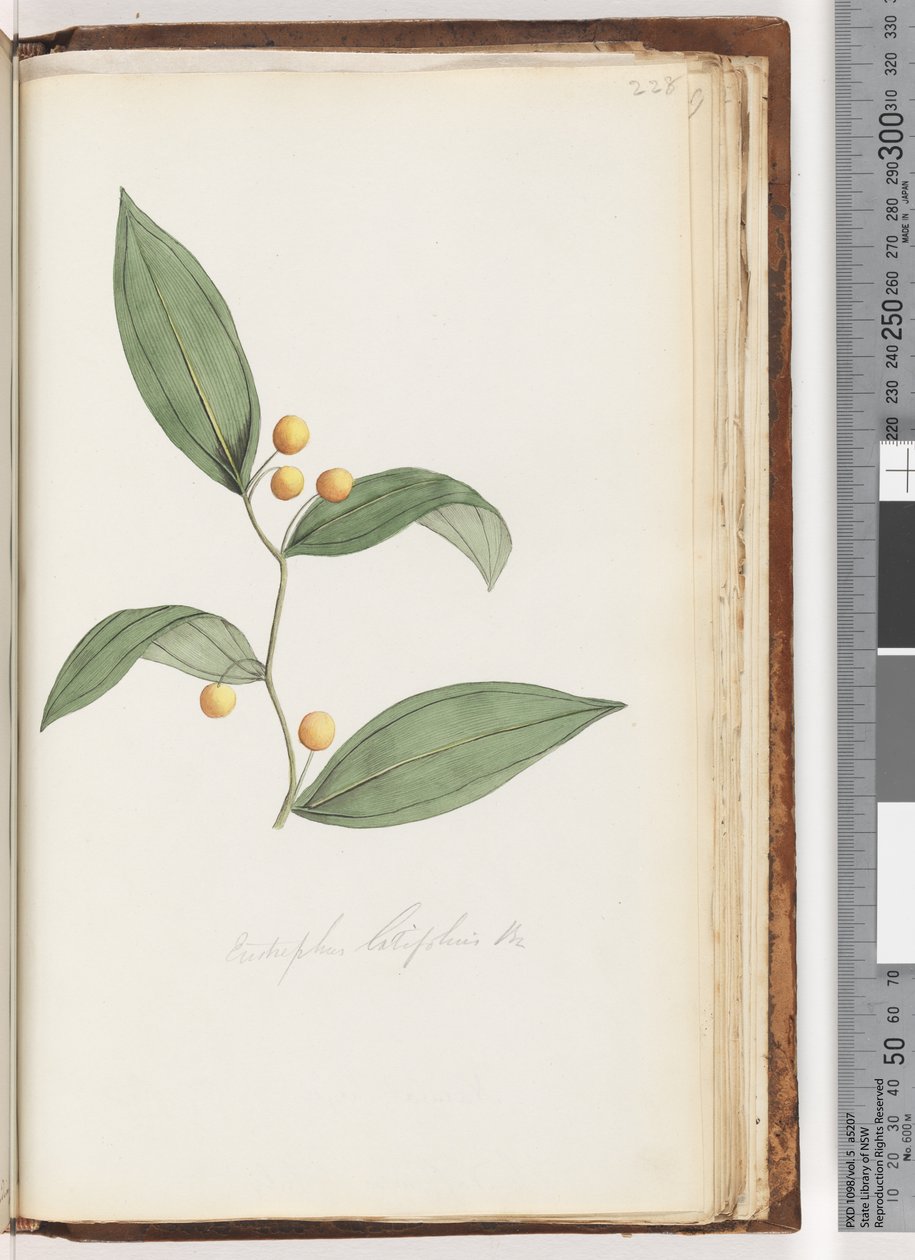 Página 228. Eustrephus latifolius Br. Baya de wombat de Unknown artist