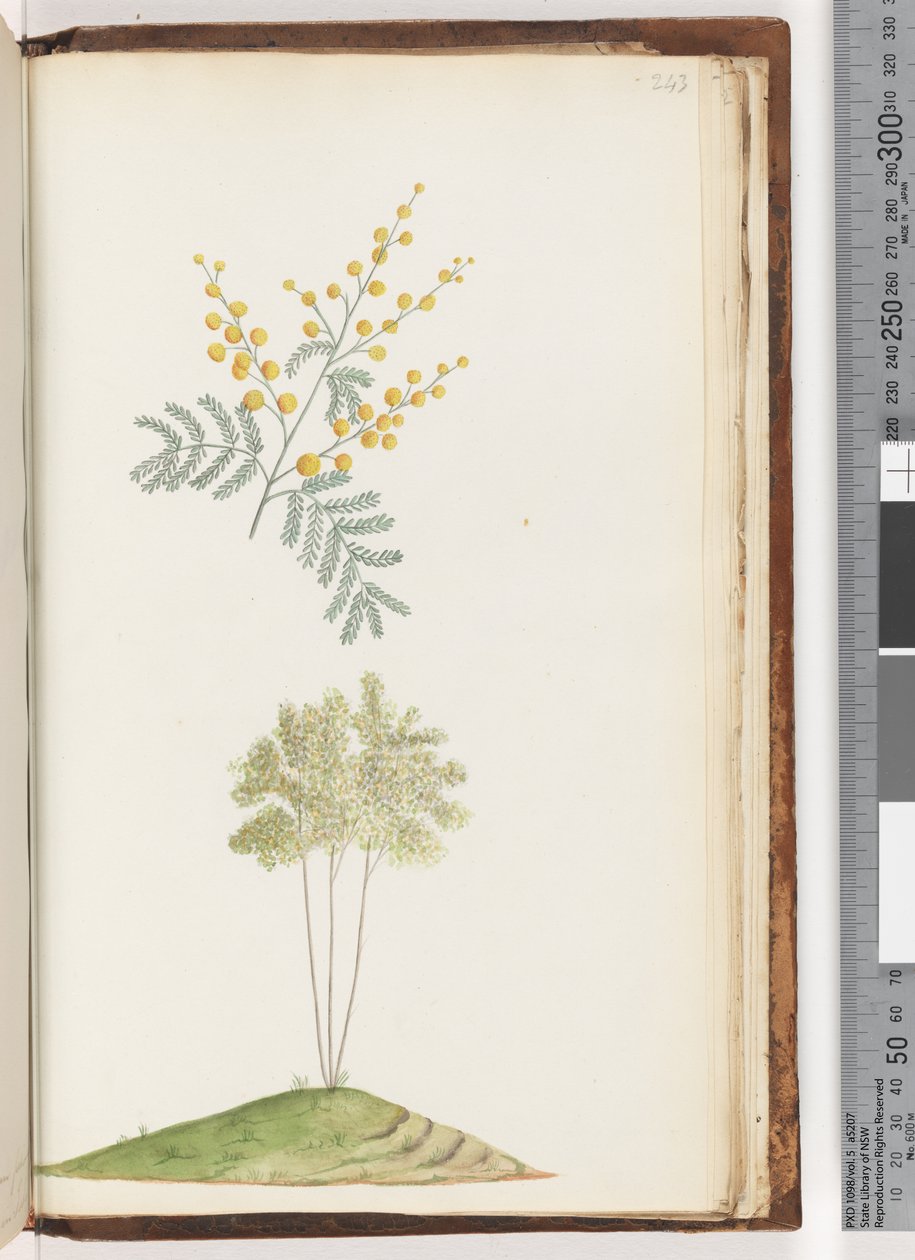 Página 243. Planta con flores no identificada de Unknown artist