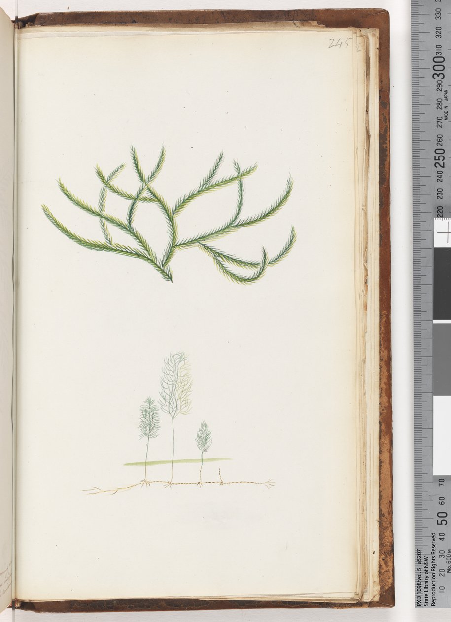 Página 245. Sin inscripción, planta no identificada de Unknown artist