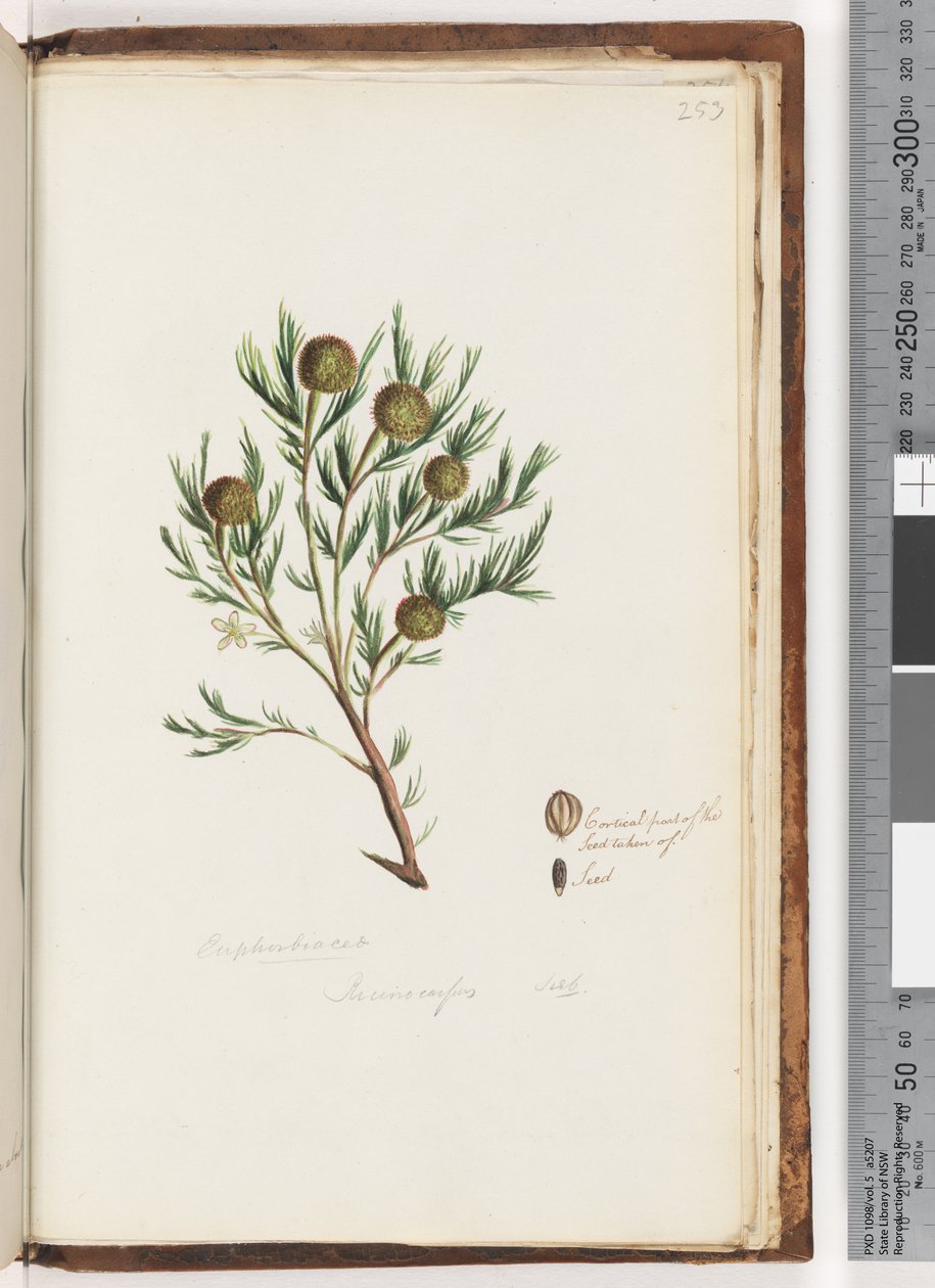 Página 253. Euphorbiaceae / Ricinocarpus ...? Arbusto de bodas de Unknown artist