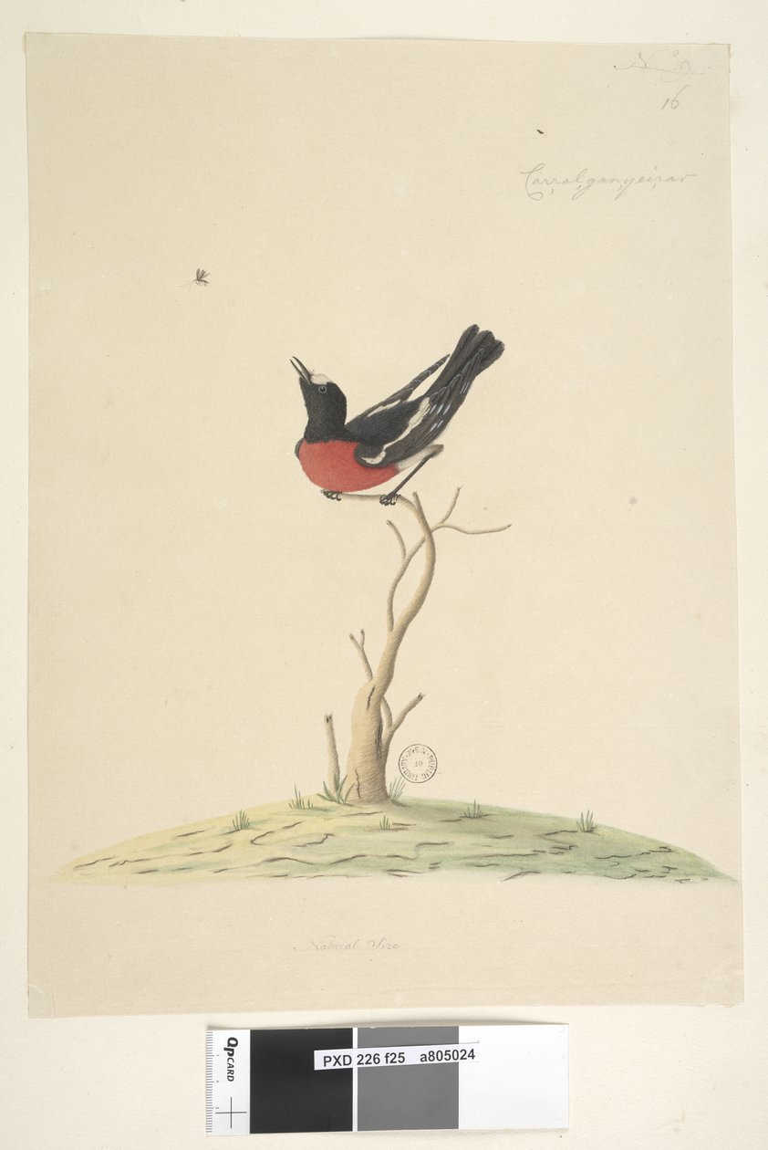 Petirrojo Escarlata de Unknown artist