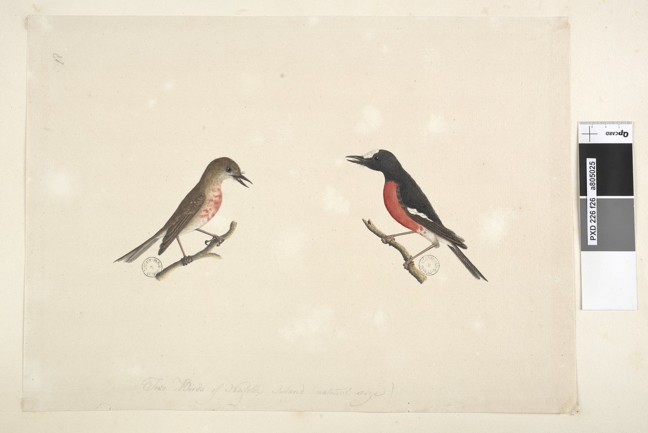 Página 26. Dos pájaros de la Isla Norfolk de Unknown artist