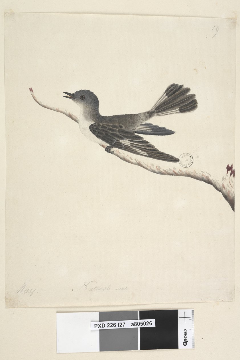 Página 27. Mayo. Tamaño natural. Hooded Robin, hembra Melanodryas cucullata, 1791-92 de Unknown artist