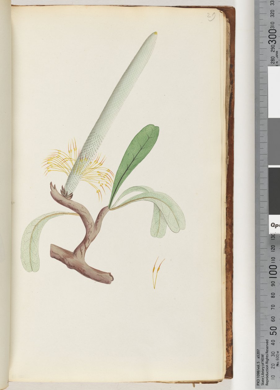 Página 29. Banksia costera de Unknown artist
