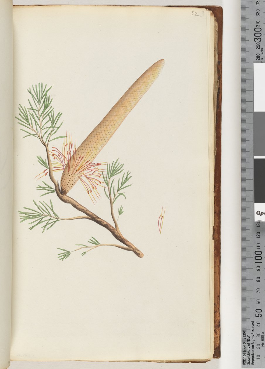 Página 32. Planta, Banksia ericifolia de Unknown artist