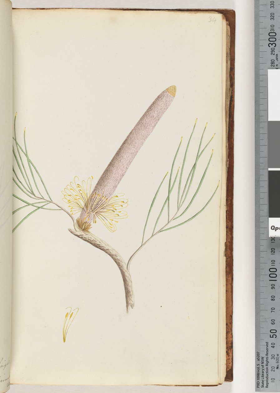 Página 34. Una Banksia de Unknown artist