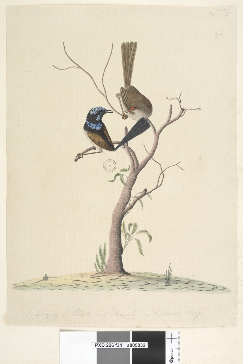 Página 34. Mo,ro,dru,ing, macho y hembra, tamaño natural Reyezuelo azul soberbio Malarus cyaneus, 1791-92 de Unknown artist
