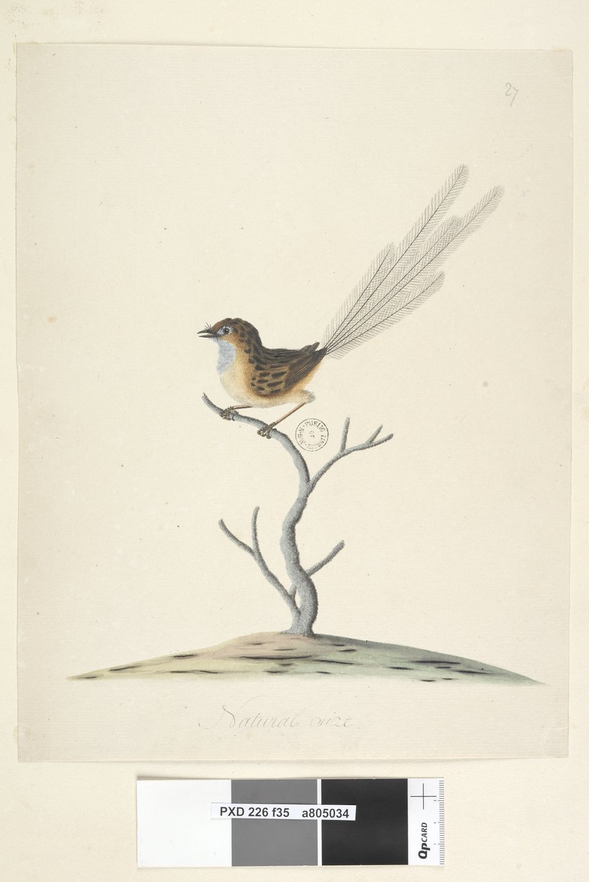 Página 35. Tamaño natural Emú, Reyezuelo, macho Stipiturus malachurus, 1791-92 de Unknown artist