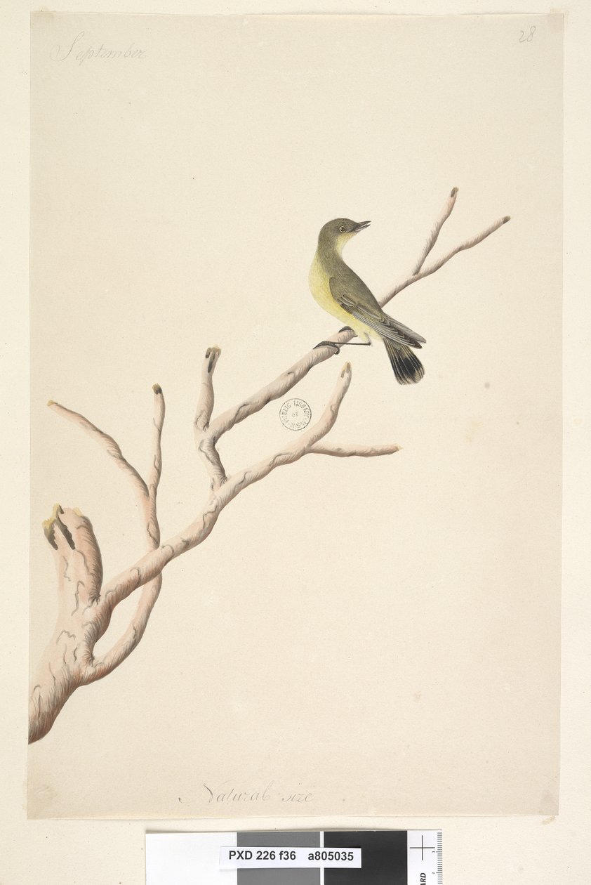 Página 36. Septiembre. Tamaño natural. Yellow Thornbill Acanthiza nana, 1791-92 de Unknown artist