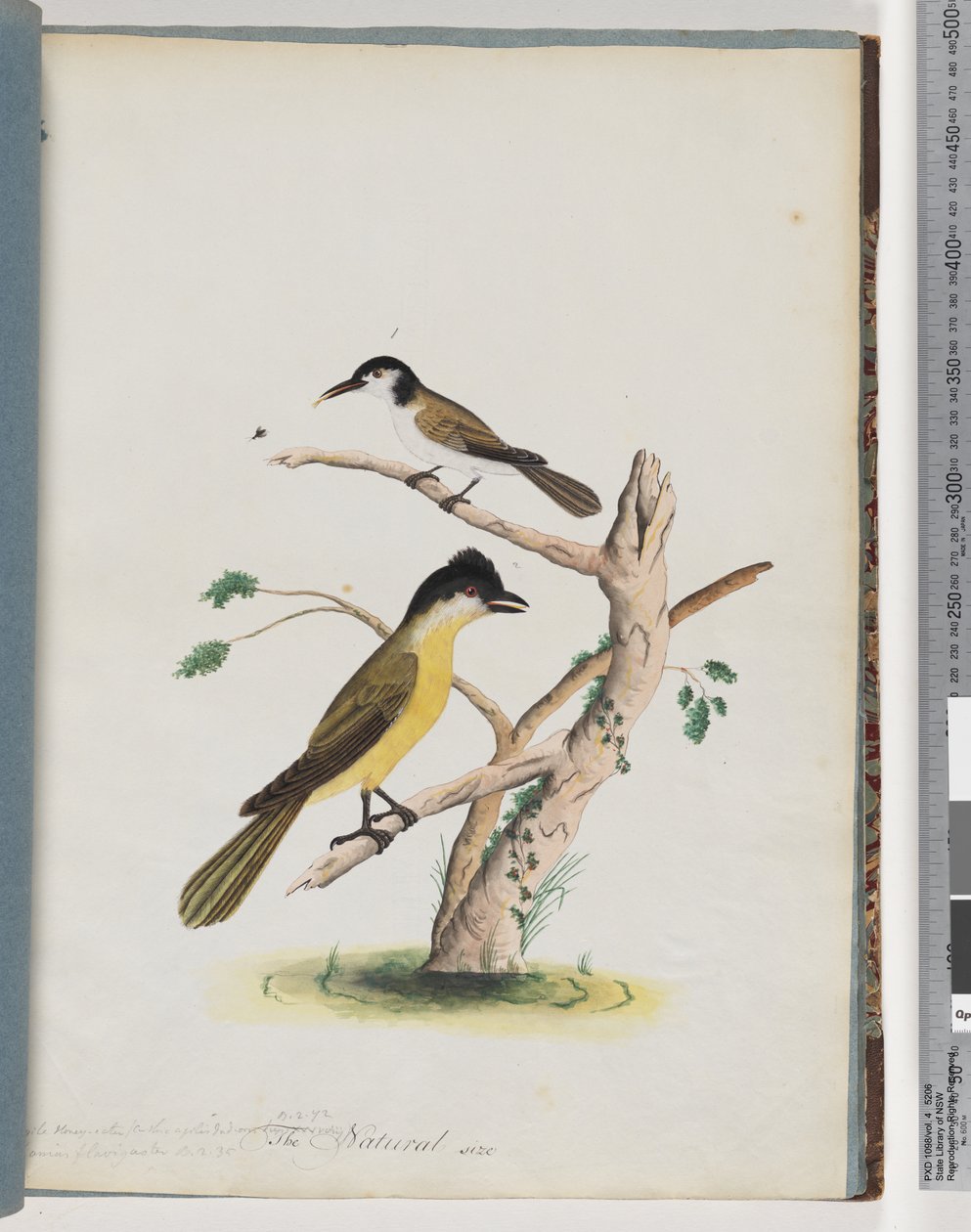 Página 37. 1. Pájaro no identificado. Melífago ágil. Trepador de cabeza negra de Unknown artist