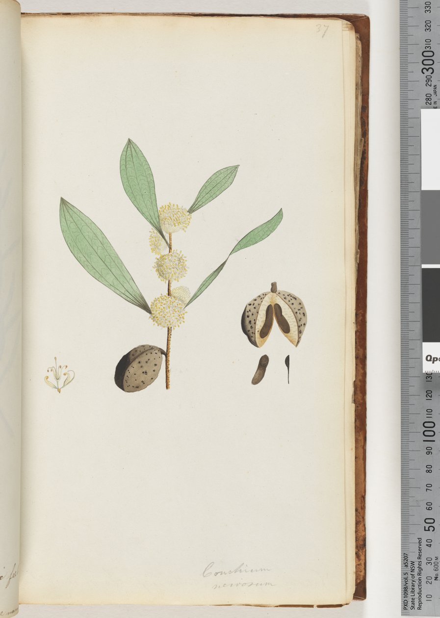 Página 37. Conchium nervosum de Unknown artist