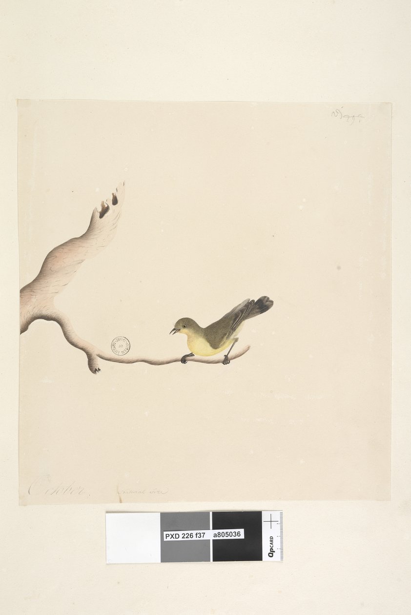 Página 37. Octubre. Tamaño natural Espina Amarilla Acanthiza nana, 1791-92 de Unknown artist