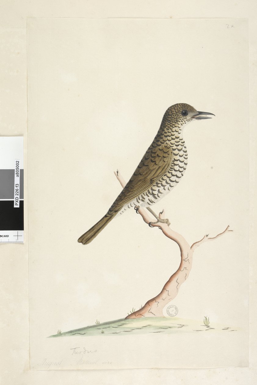 Página 3. Turdus. tamaño natural. Zorzal terrestre Zoothera lunulata, 1791-92 de Unknown artist