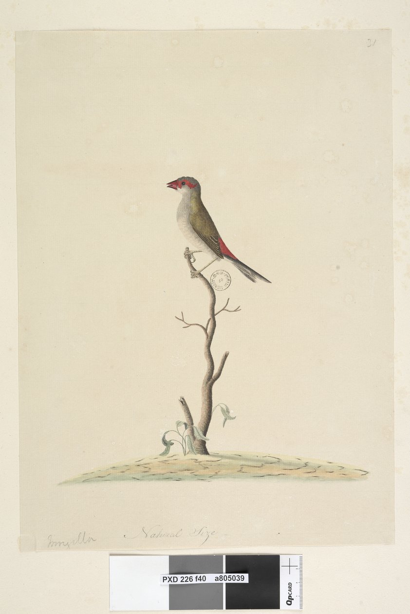 Página 40. Fringilla. Tamaño natural Pinzón de ceja roja Neochmia temporalis Aegintha temporalis, 1791-92 de Unknown artist