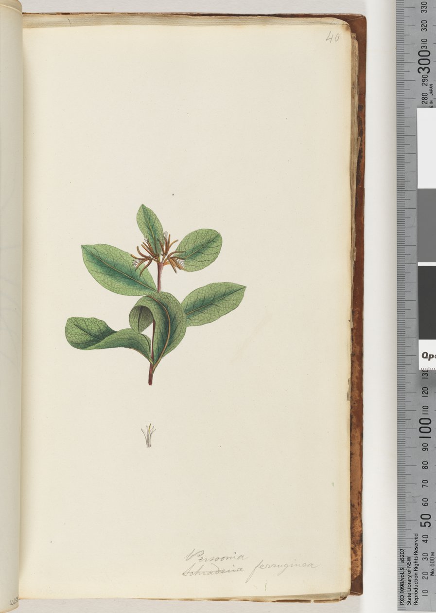 Página 40. Persoonia / Schraderia ferruginea de Unknown artist