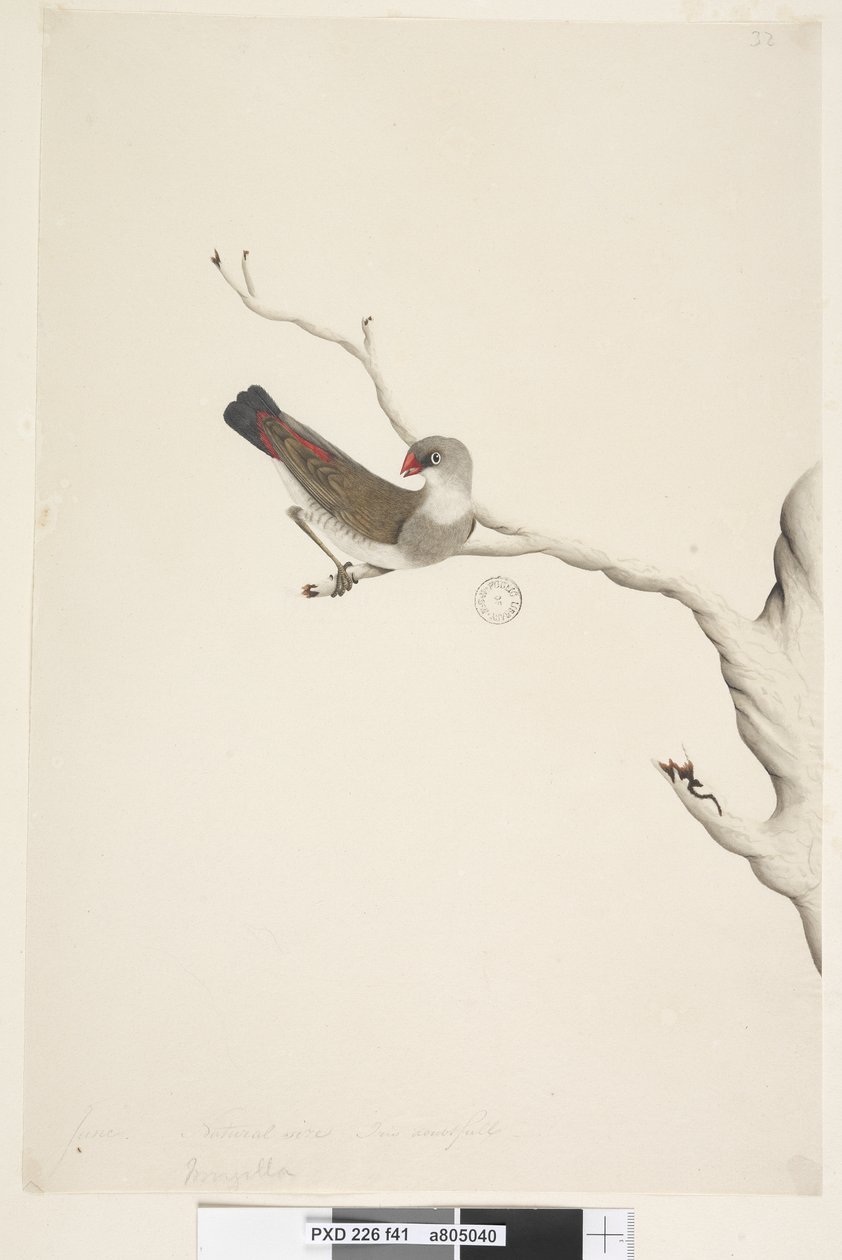 Página 41. Fringilla. tamaño natural. Diamante de cola de fuego Stagonopleura guttata, inmaduro, 1791-92 de Unknown artist