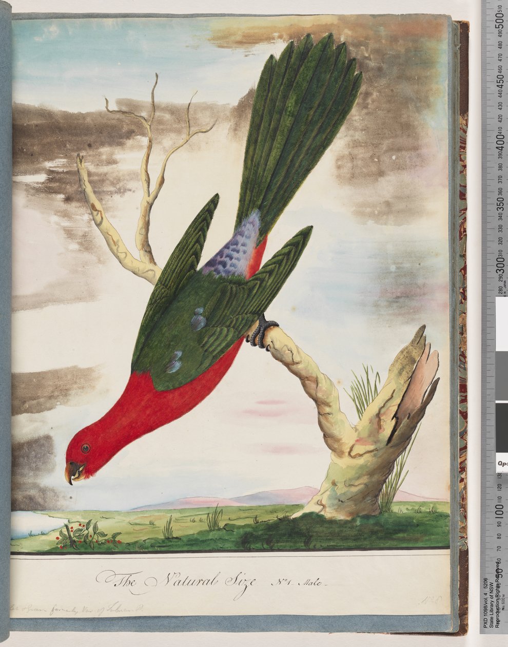 Página 42. Loro rey de Unknown artist