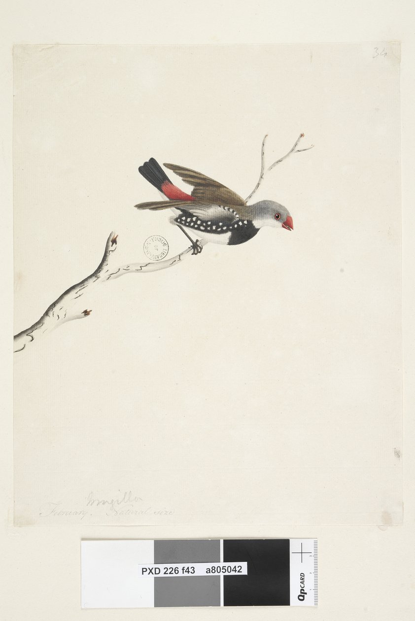 Página 43. Fringilla. debajo del título en diferente mano febrero. Tamaño natural Diamante de cola de fuego Stagonopleura guttata, 1791-92 de Unknown artist