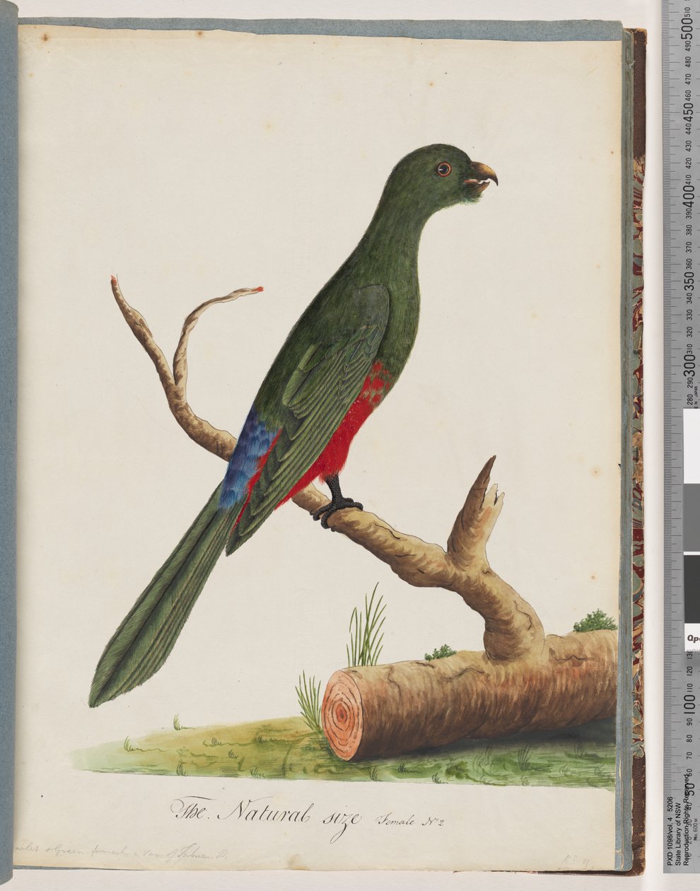 Página 43. Loro rey de Unknown artist