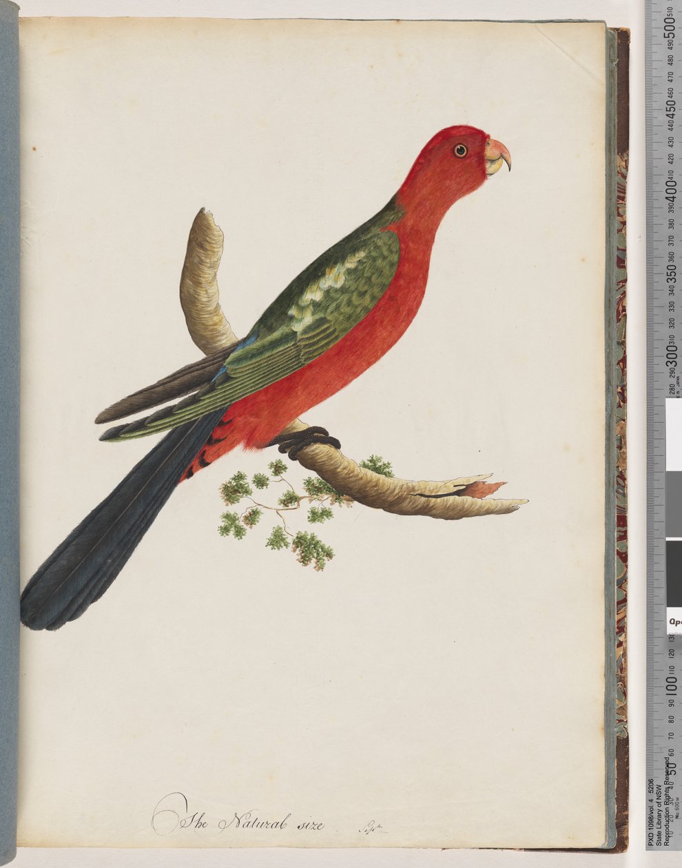 Página 44. Loro Rey de Unknown artist