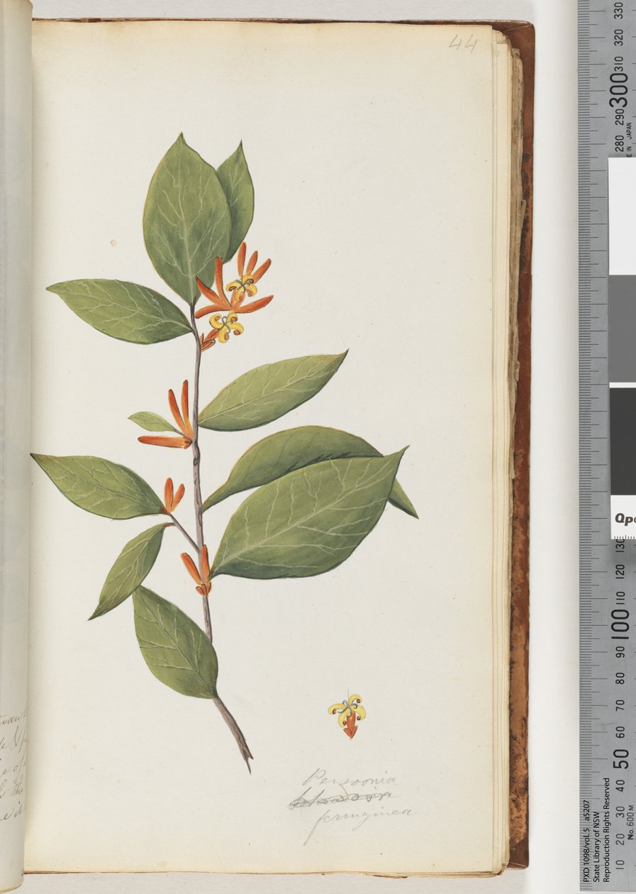 Página 44. Persoonia / Schraderia ferruginea de Unknown artist
