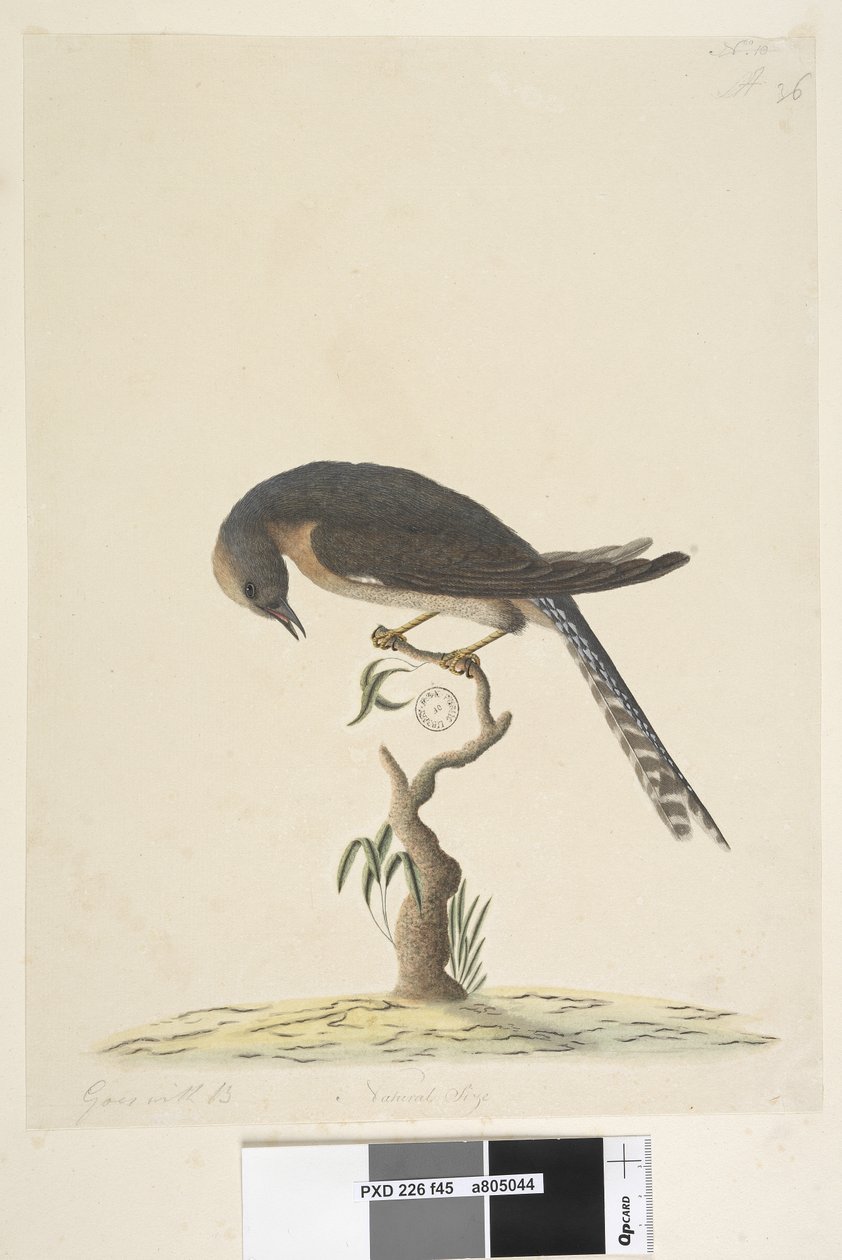 Página 45. Tamaño natural. en la esquina superior derecha en diferente mano A en la esquina inferior izquierda Va con B es decir, f.44 Cuco de cola de abanico Cacomantis pyrrhophanus, 1791-92 de Unknown artist