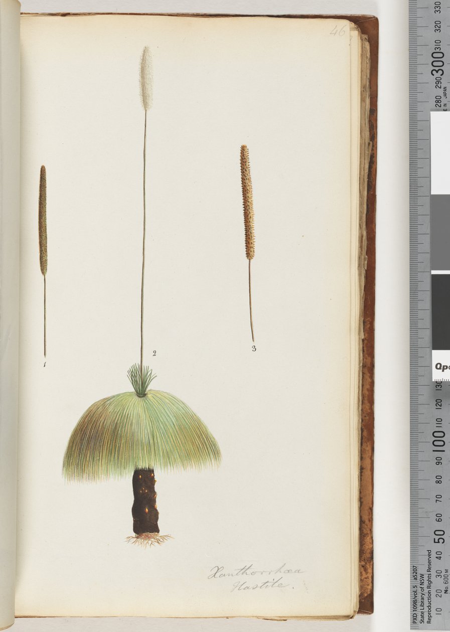 Página 46. Xanthorrhoea Hastile Árbol de hierba de Unknown artist