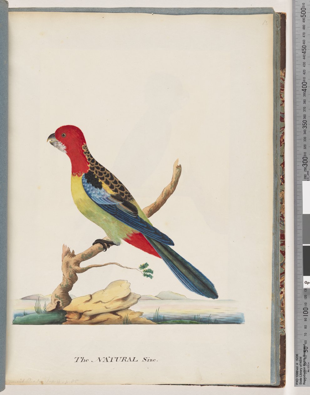 Página 47. Rosella Oriental. Loro Non pareil de Unknown artist