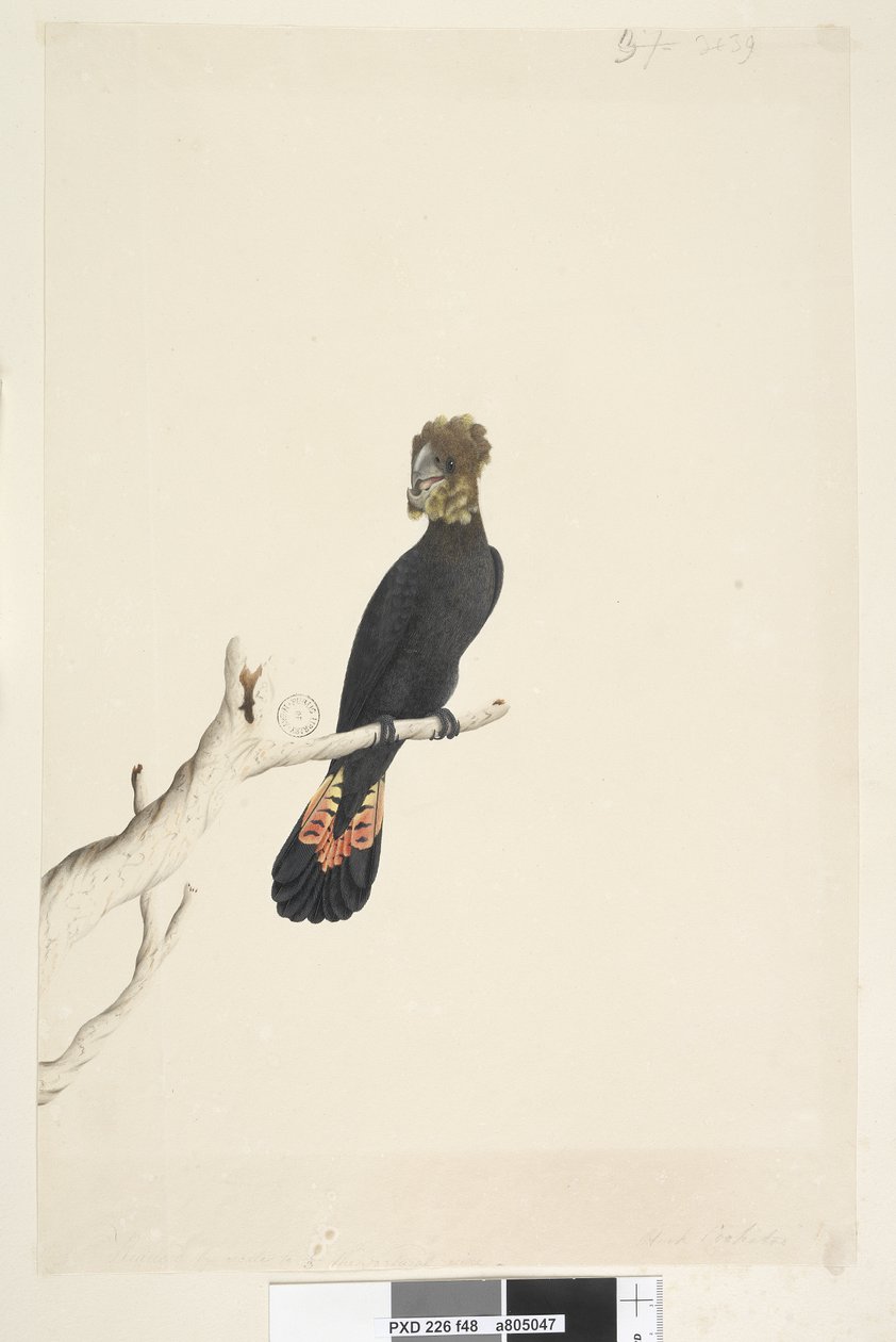 Página 48. Cacatúa Negra. Cacatúa Negra Brillante Calyptorhynchus lathami, hembra, 1791-92 de Unknown artist