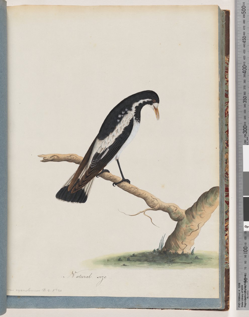 Página 50. Urraca-alondra. Corvus cyanoleucos de Unknown artist
