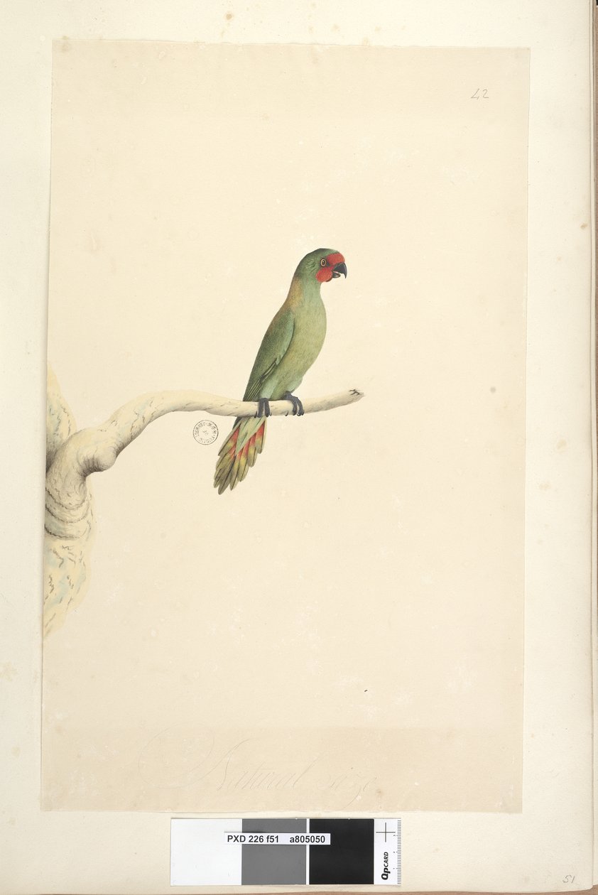 Página 51. Tamaño natural Pequeño Lorito Glossopsitta pusilla, 1791-92 de Unknown artist