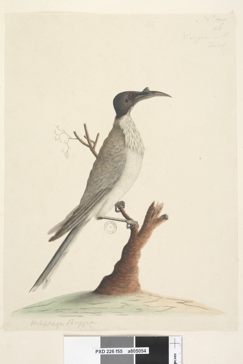 Página 55. Wer,gan o el Fraile. en la esquina inferior izquierda en otra mano Meliphaga Phrygia. en el centro inferior en una tercera mano Tamaño natural Pájaro fraile ruidoso Philemon corniculatus, 1791-92 de Unknown artist