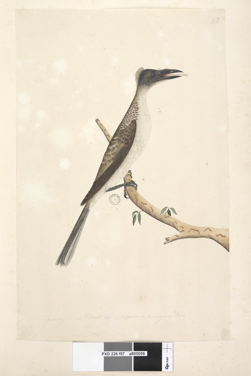 Página 57. Enero. Tamaño natural, se supone que es un ave joven. Friarbird Ruidoso Philemon corniculatus, 1791-92 de Unknown artist