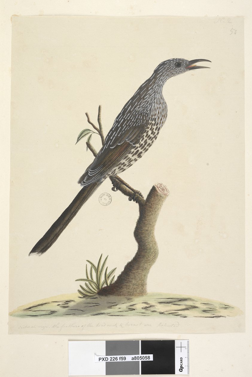 Página 59. Tamaño natural, las plumas de la cabeza, cuello y pecho son puntiagudas. Pájaro Wattle de cepillo Anthochaera chrysoptera, 1791-92 de Unknown artist