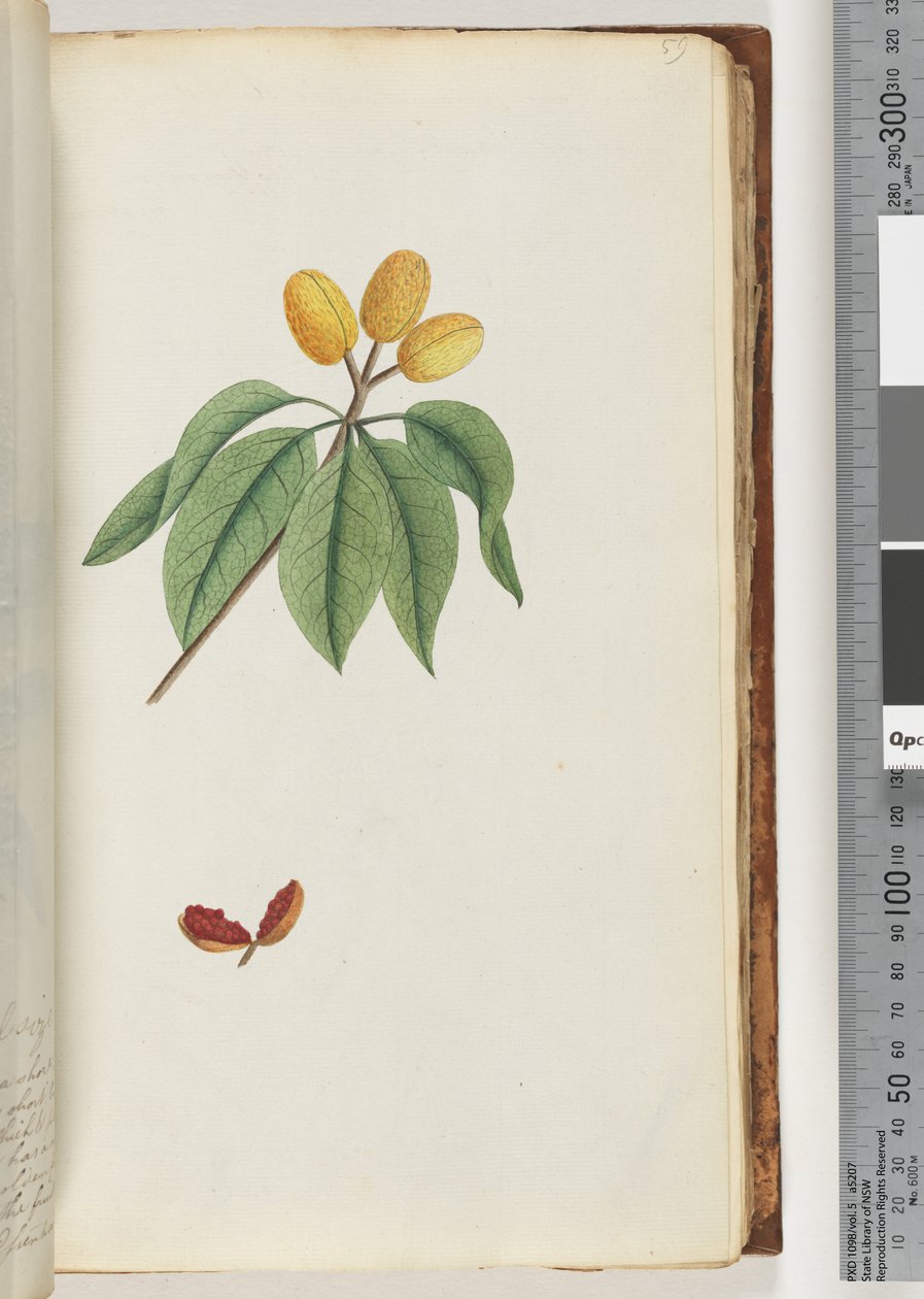 Página 59. Pilospermum mapon de Unknown artist