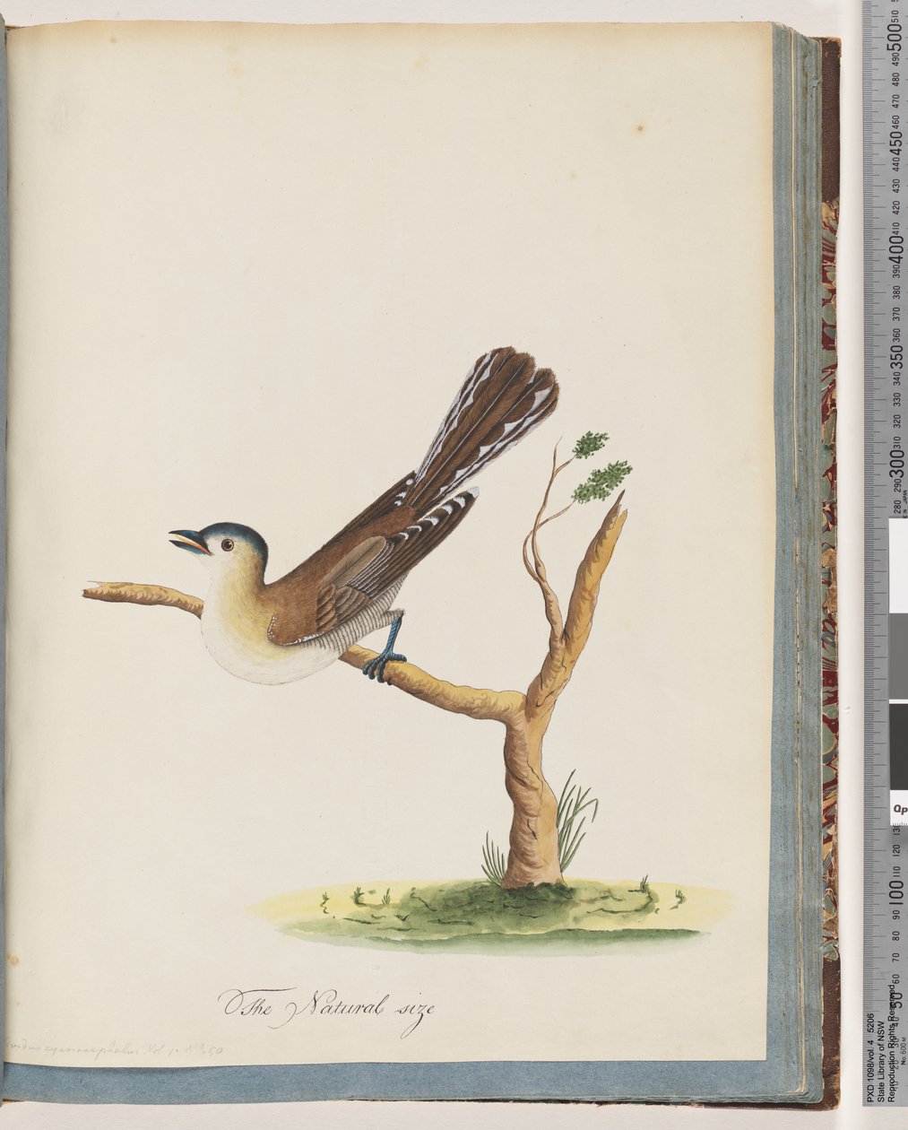 Página 60. Pájaro no identificado. Turdus cyanocephalus. Zorzal de cabeza azul de Unknown artist