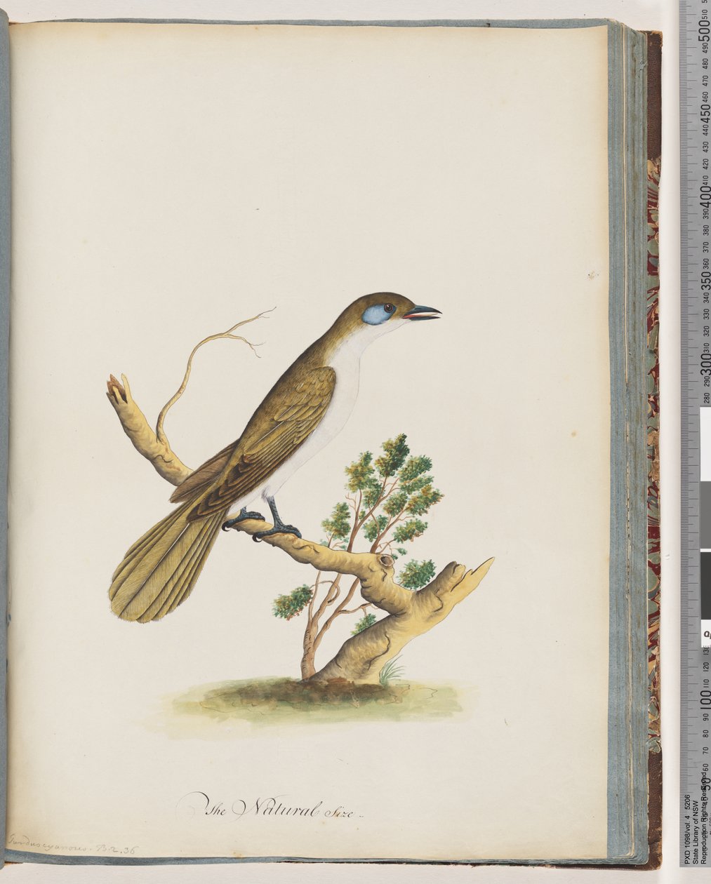 Página 61. Mielero de cara azul. Turdus cyanoris. Zorzal de mejillas azules de Unknown artist