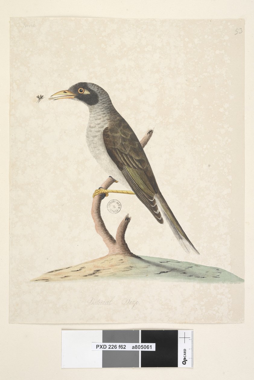 Página 62. Junio. Tamaño natural. Minero ruidoso Myzantha melanocephala, 1791-92 de Unknown artist