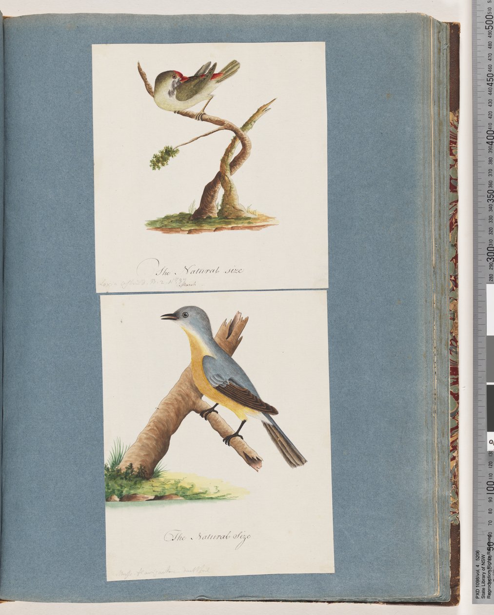Página 62. Pinzón de ceja roja. Loxia astrild. 63. Ave no identificada. Muscicapa flavigastra de Unknown artist