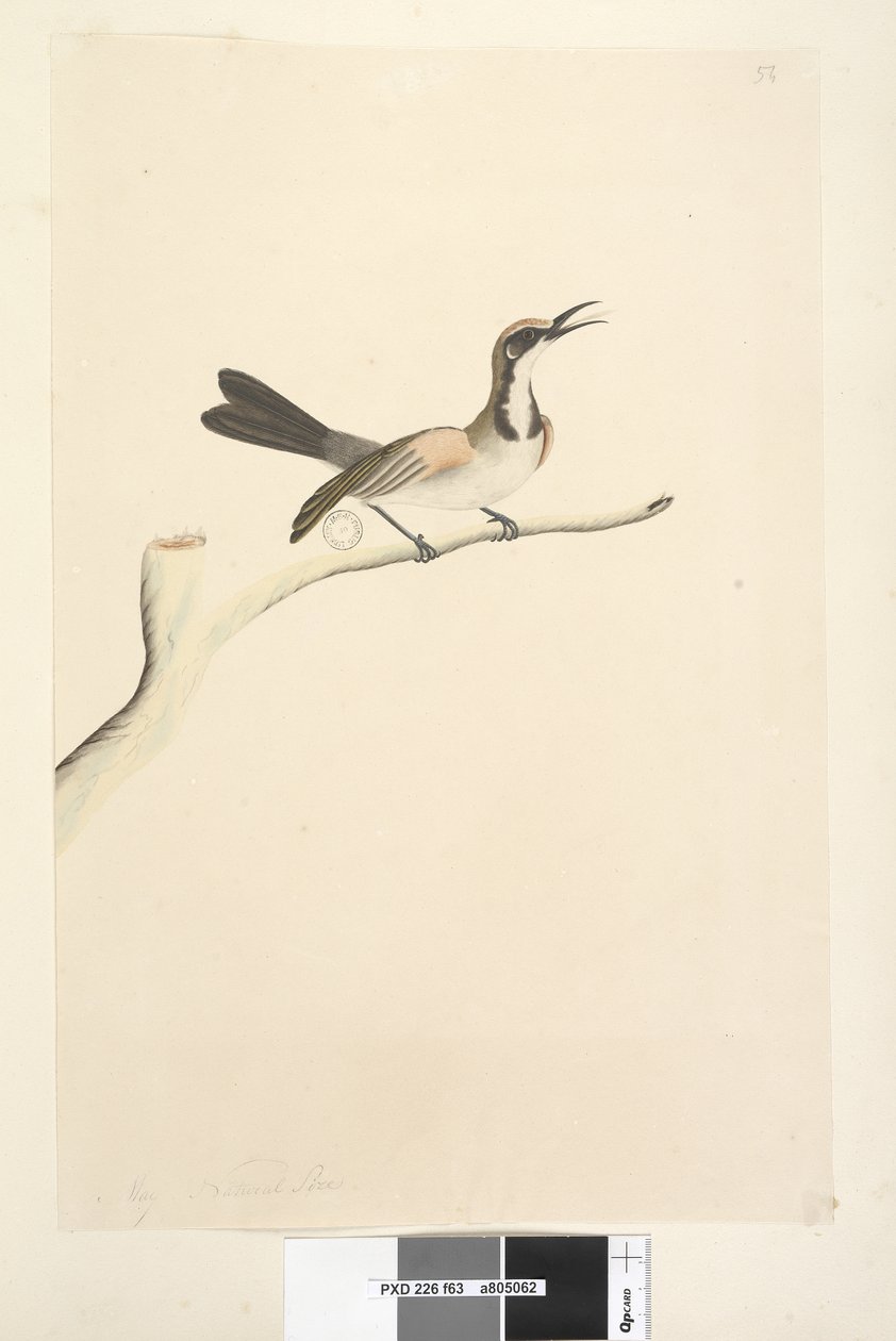 Página 63. Mayo. Tamaño natural. Melífago de corona parda Phylidonyris melanops, 1791-92 de Unknown artist