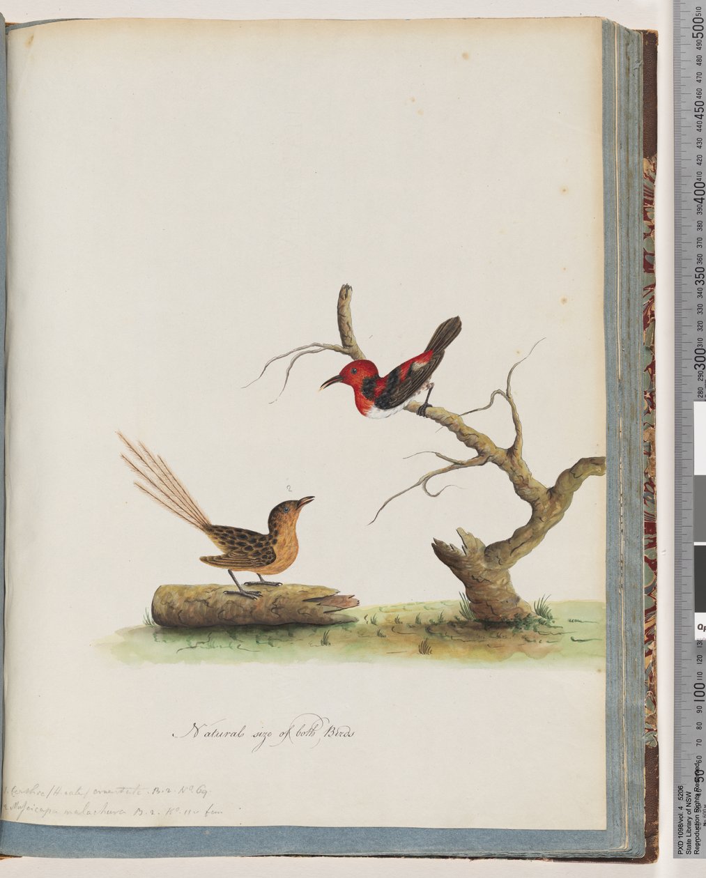 Página 66. 1. Mielero Escarlata. Certhia/Honeyeater/orientale. 2. Pájaro no identificado. Muscicapa malachura de Unknown artist