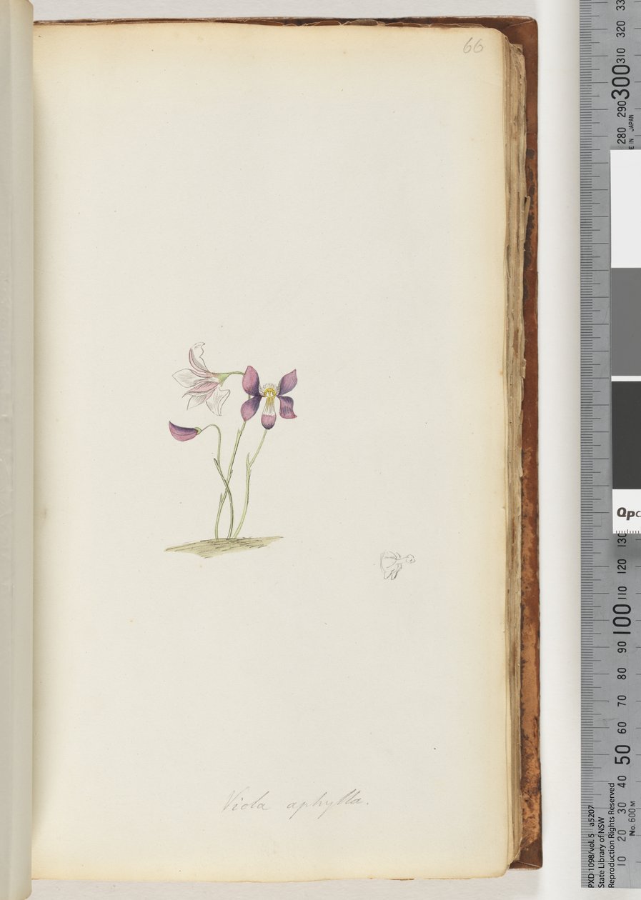 Página 66. Viola aphylla / Violeta Silvestre de Unknown artist