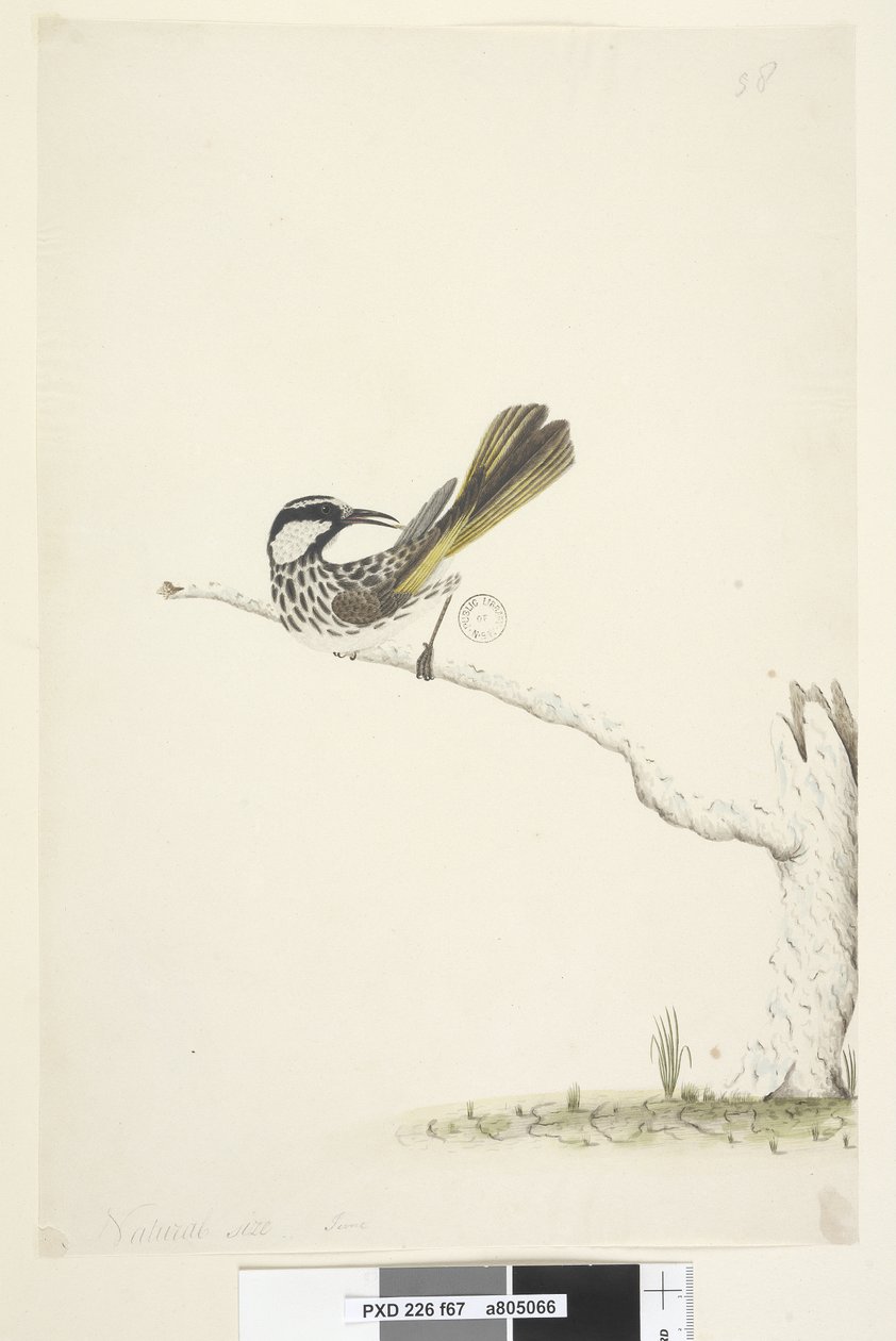 Página 67. Tamaño natural, junio Melífago de mejillas blancas Phylidonyris nigra, 1791-92 de Unknown artist
