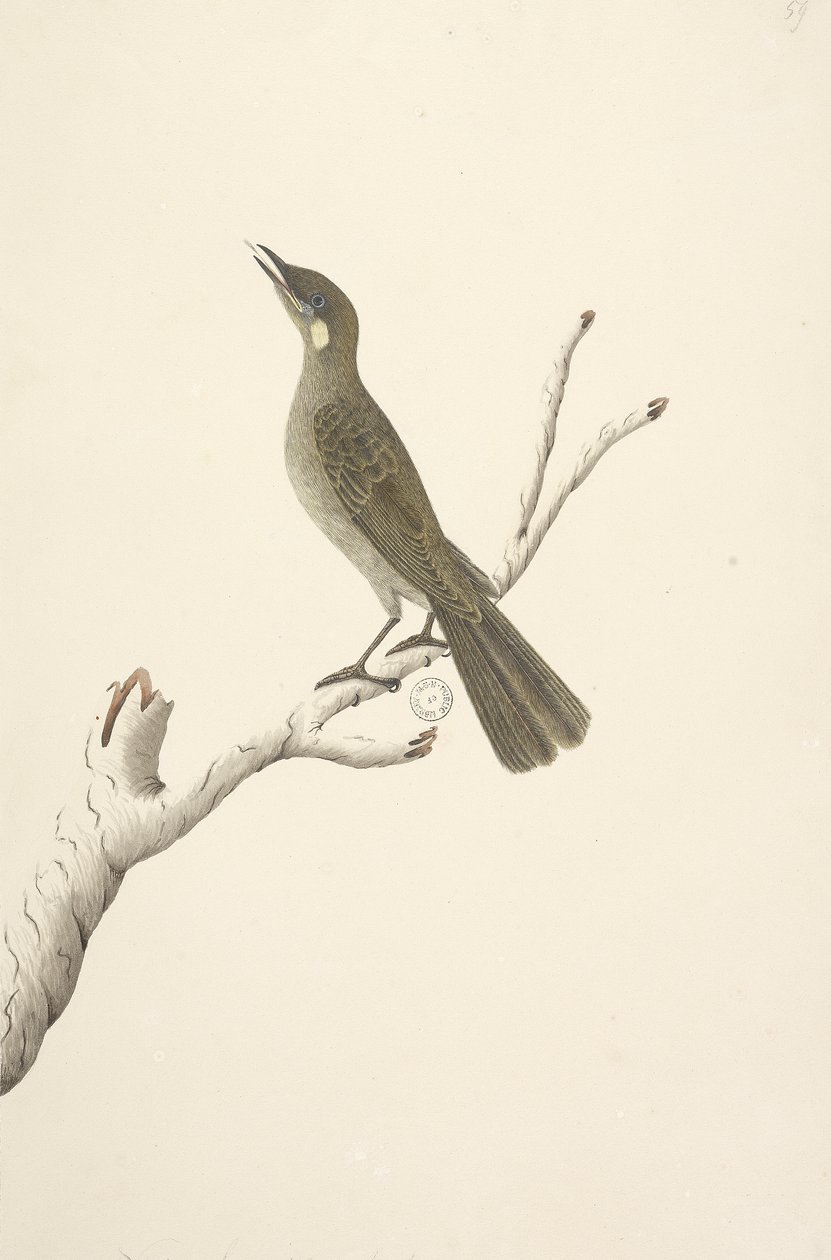Página 68. Tamaño natural, agosto. Lewin Honeyeater Meliphaga Lewinii, 1791-92 de Unknown artist